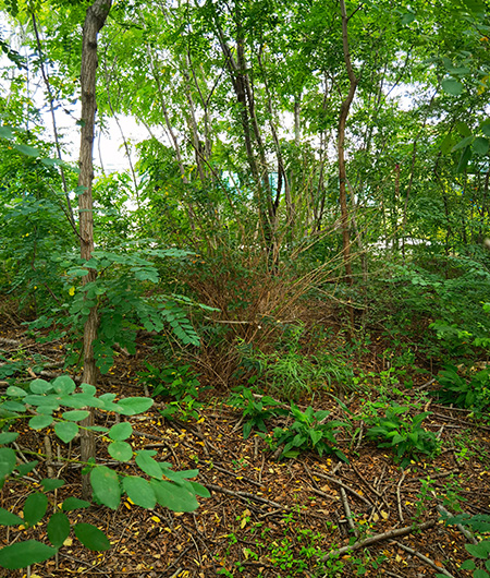 Green space at Dalian Seiko Instruments Inc.