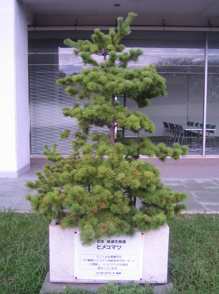 Japanese White Pines Relocated from the Makuhari Unit to the Takatsuka Unit