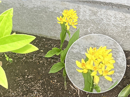 Golden Orchid in Full Bloom