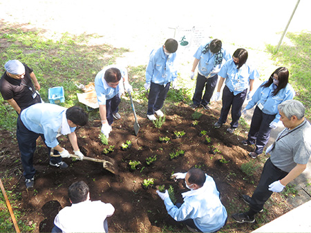 Planting moss phlox seedlings