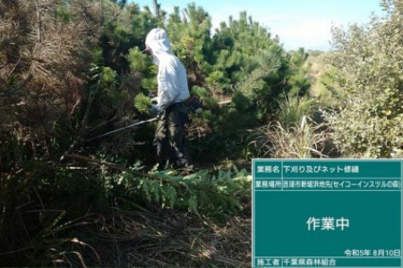 SII forest during undergrowth clearing efforts