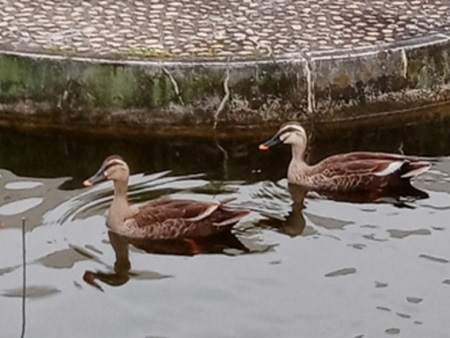 Ducks visiting the pond